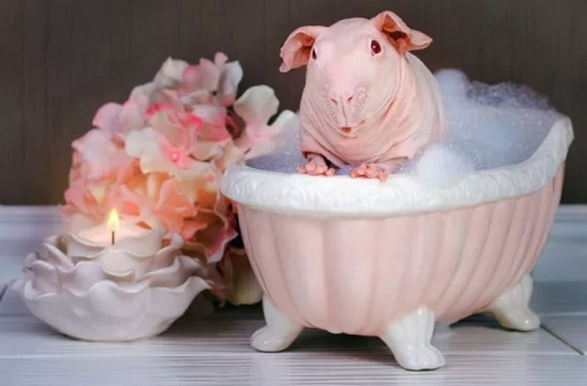 Купание морской свинки