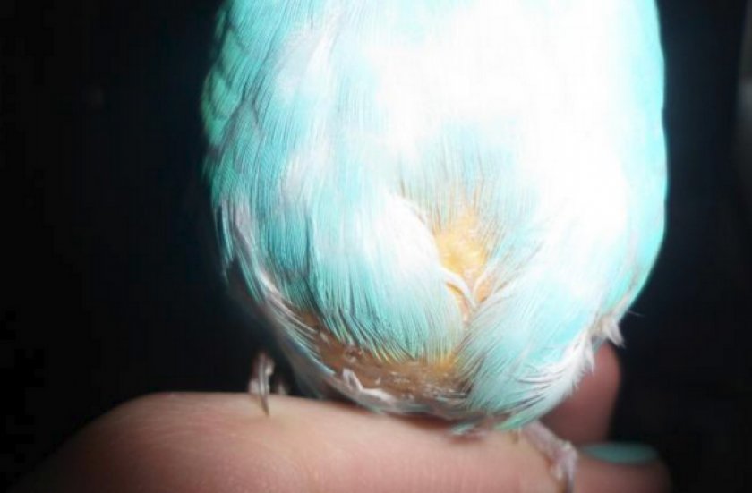 Липома у попугая