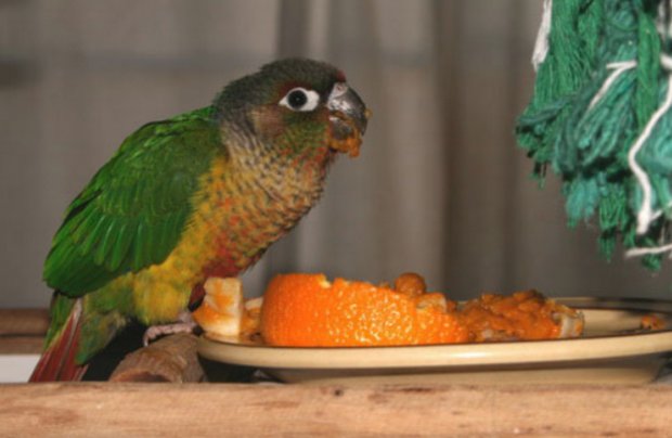 Коррекция питания попугая