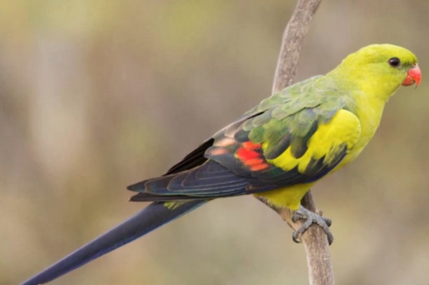 Роскошный горный попугай