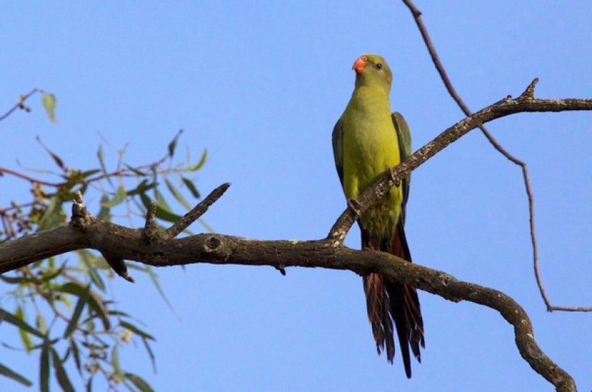 Роскошный горный попугай