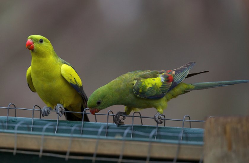 Роскошные горные попугаи