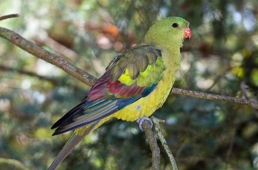 Роскошный горный попугай