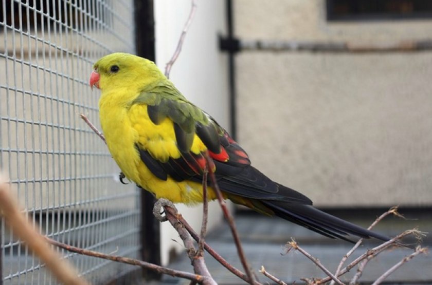 Роскошный горный попугай Роскошный горный попугай