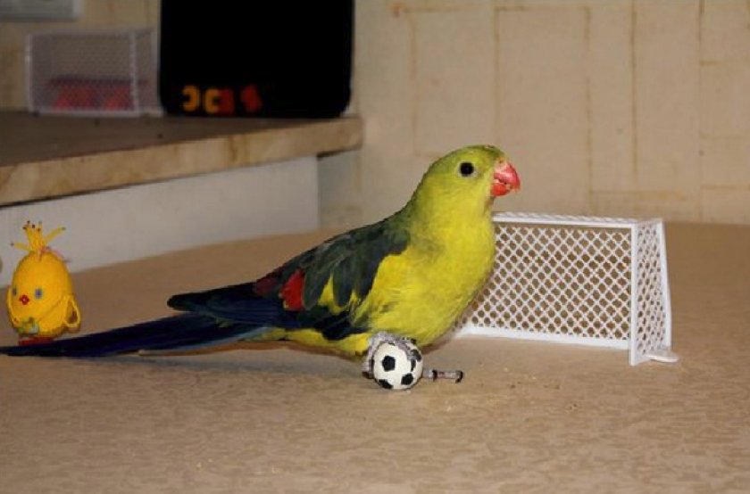 Роскошный горный попугай