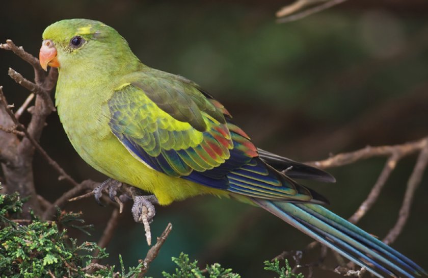 Роскошный горный попугай