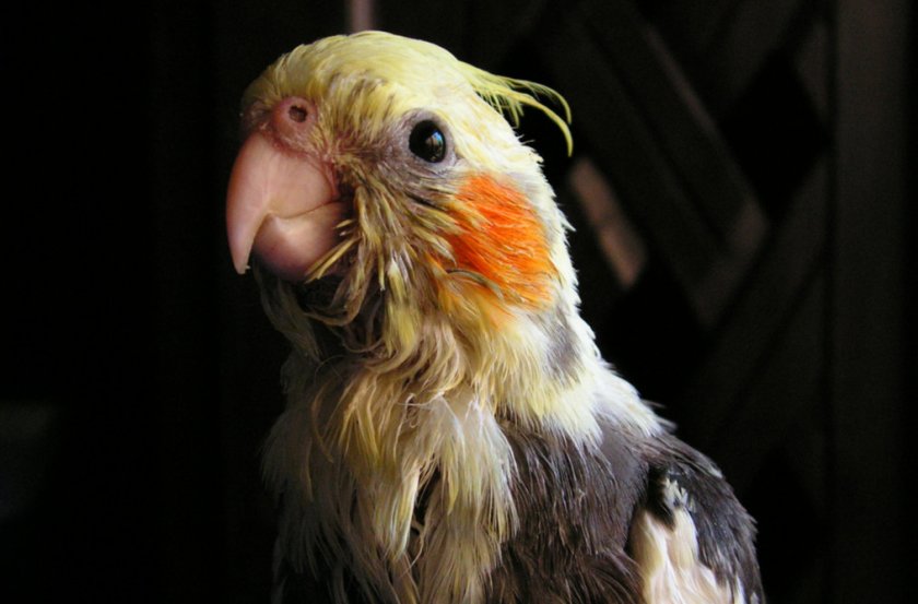 Птенец кореллы