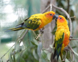 Солнечный аратинга