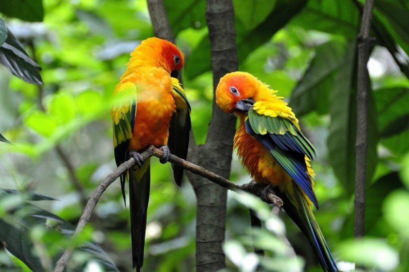 Солнечный аратинга