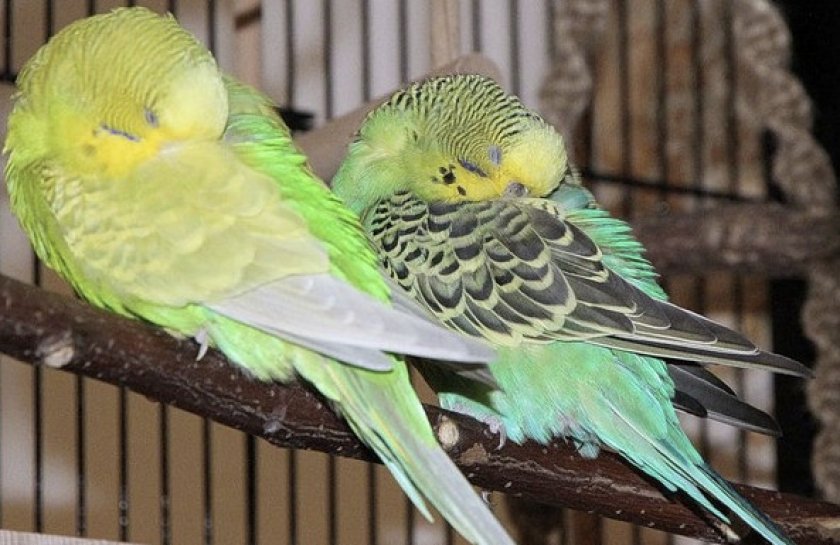 Попугаи спят