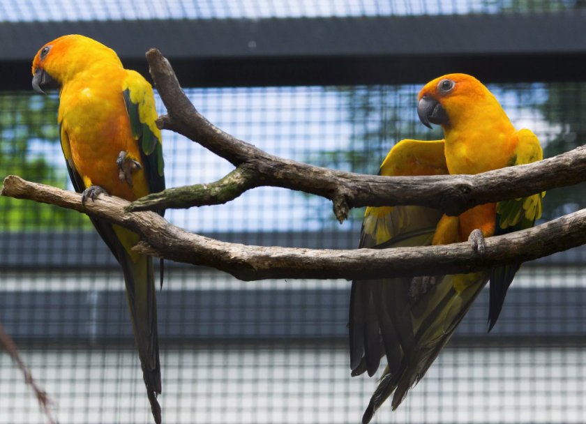 Солнечные аратинги