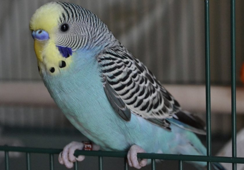 Волнистый попугай в клетке