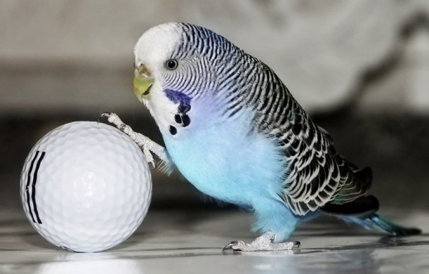 Волнистый попугай играет с мячом