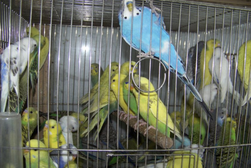 Волнистые попугаи