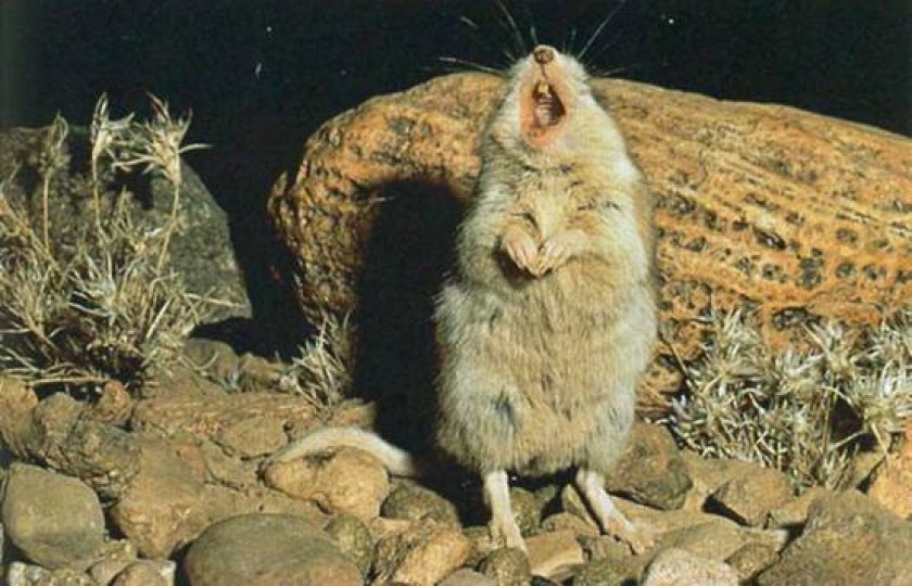 Кузнечиковый хомяк воет