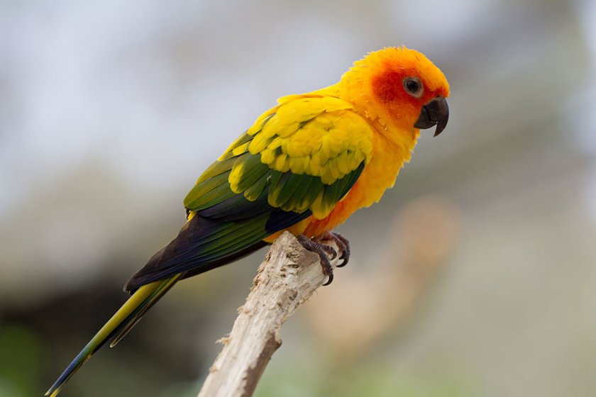 Птенец солнечного аратинга