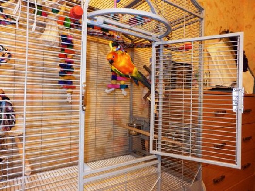 Клетка для солнечного аратинга