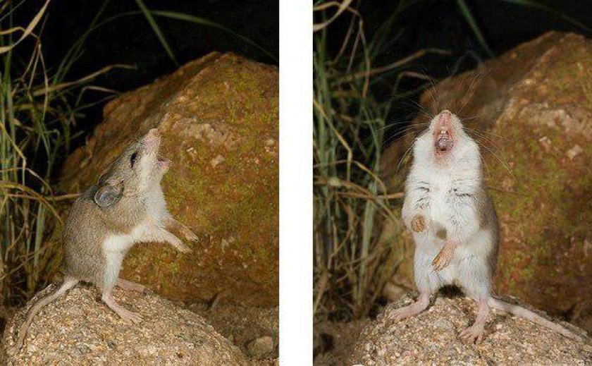 Размножение хомяков