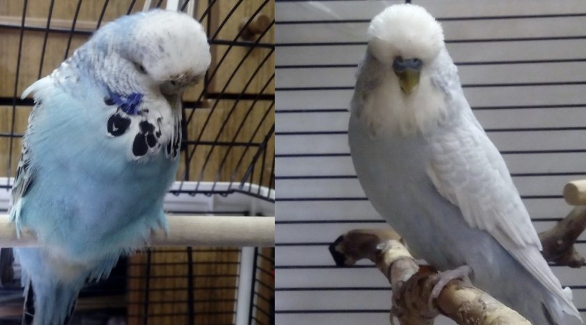 Волнистые попугаи в клетке