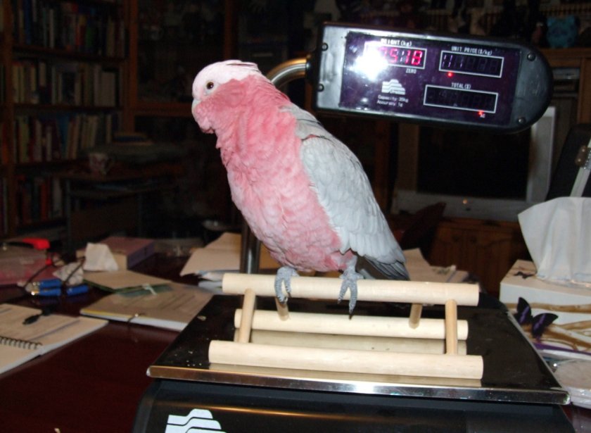 Взвешивание какаду