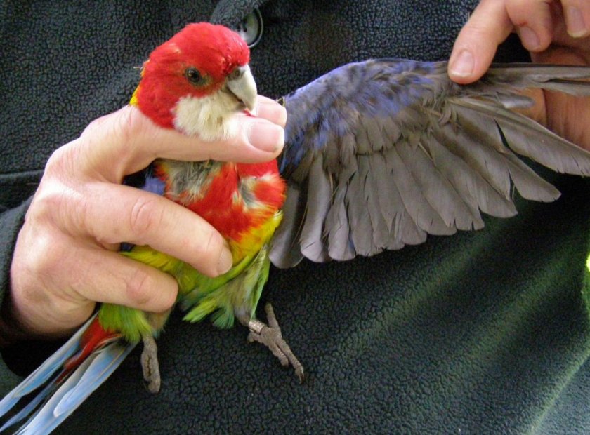 Розелла Розелла