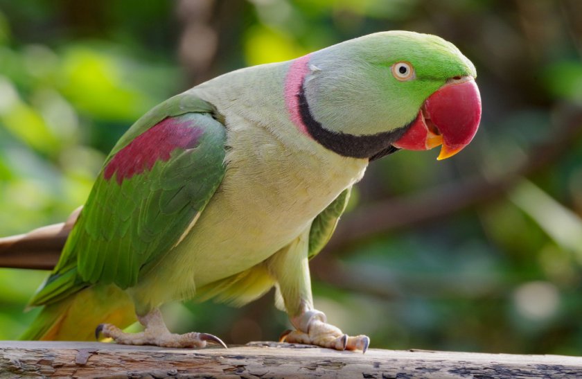 Александров кольчатый попугай Александров кольчатый попугай