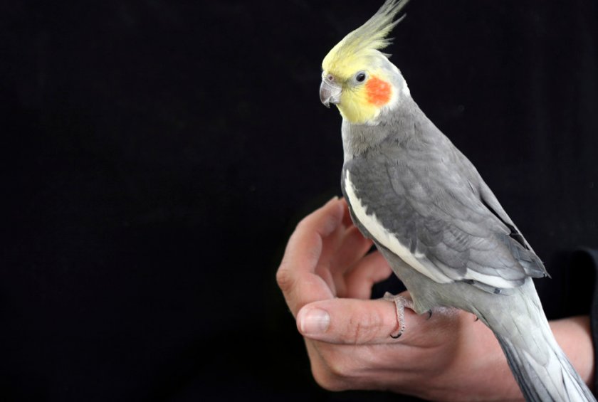 Корелла Корелла