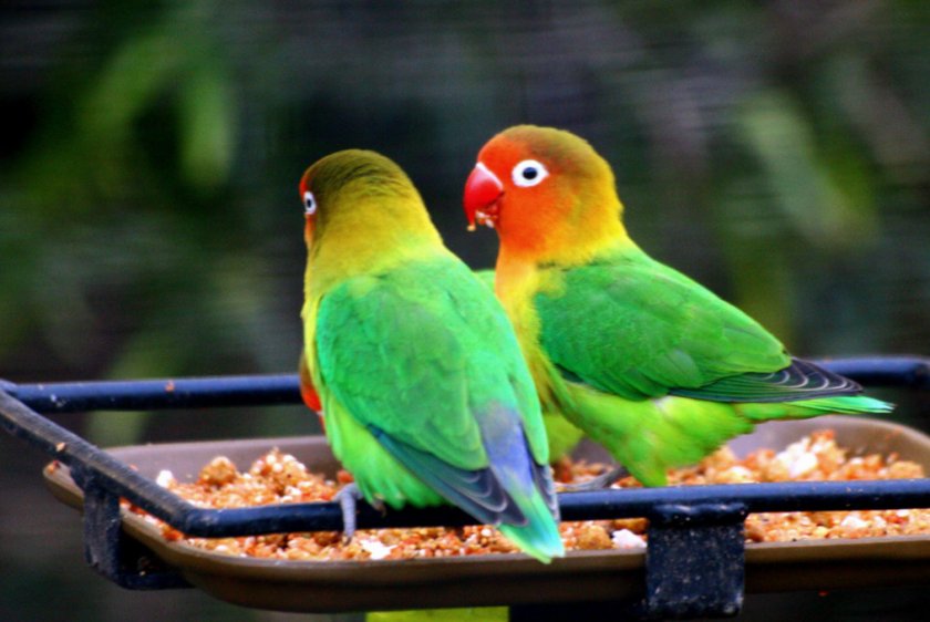 Неразлучники Неразлучники