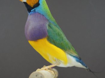 Амадина Гульда: как ухаживать и чем кормить в домашних условиях