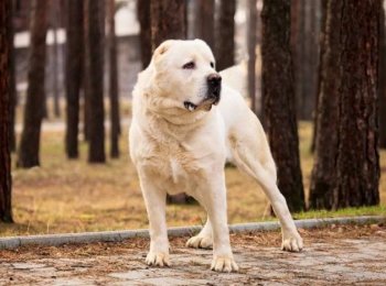 Содержание алабая: питание и условия для древней породы