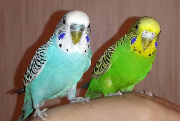 Домик для волнистых попугаев: как самостоятельно изготовить гнездо