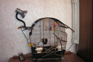 Лампа для попугая