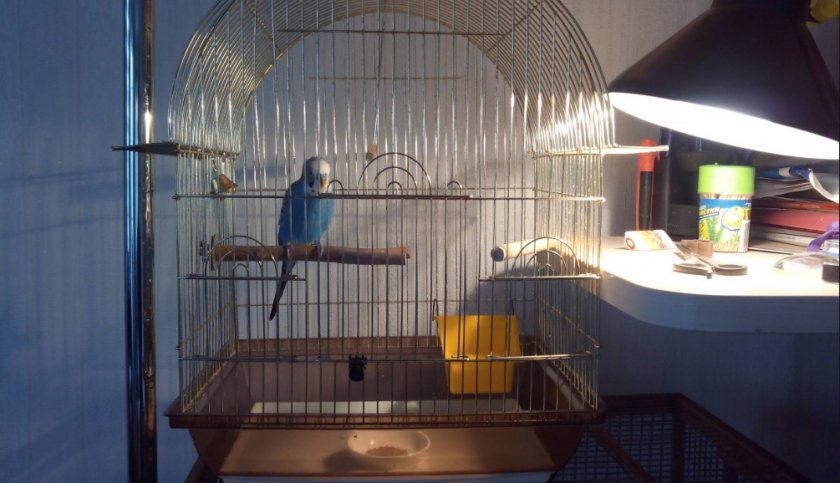 Лампа для попугая