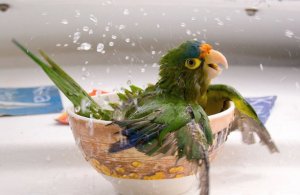 Попугай жако – как выбрать, уход и содержание, как купать, отзывы владельцев