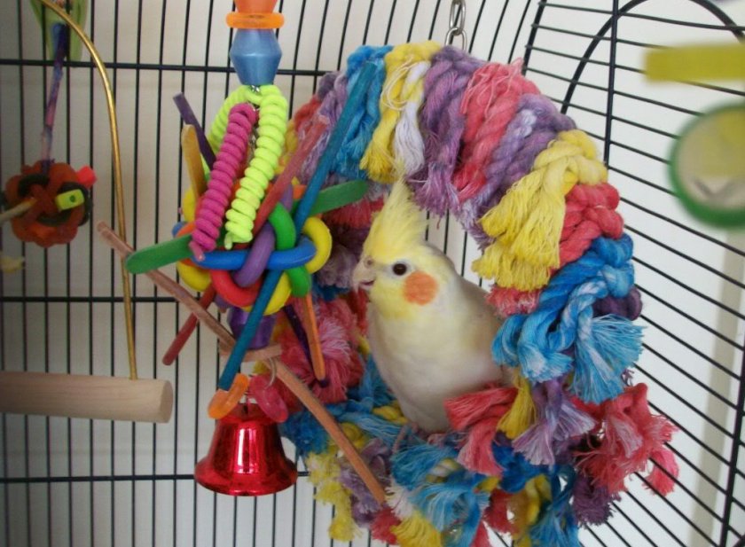 Корелла с игрушками в клетке