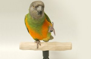 Жёрдочка для попугая