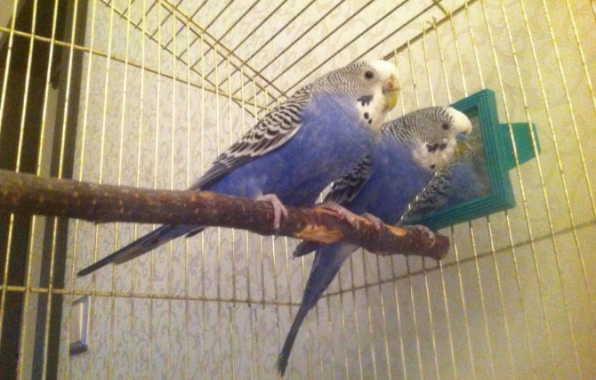 Жёрдочка для попугая