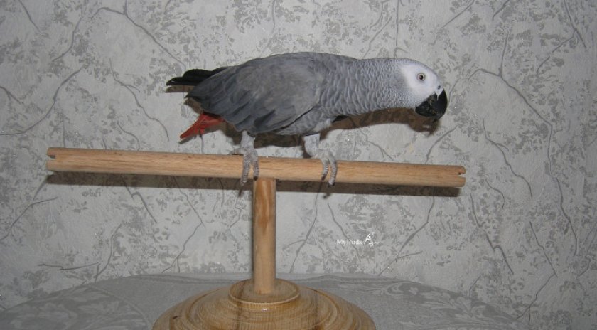 Деревянная жёрдочка для попугая