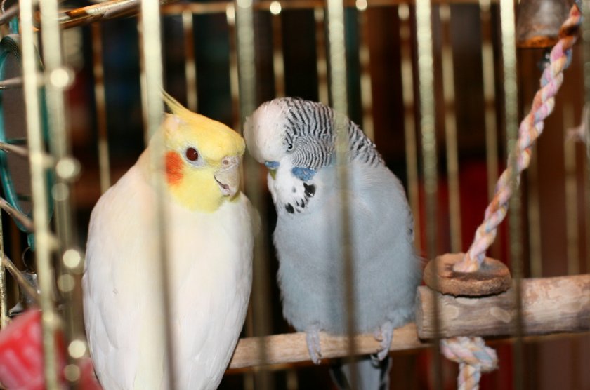 Корелла и волнистый попугай