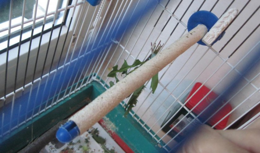 Пластиковая жёрдочка для попугая