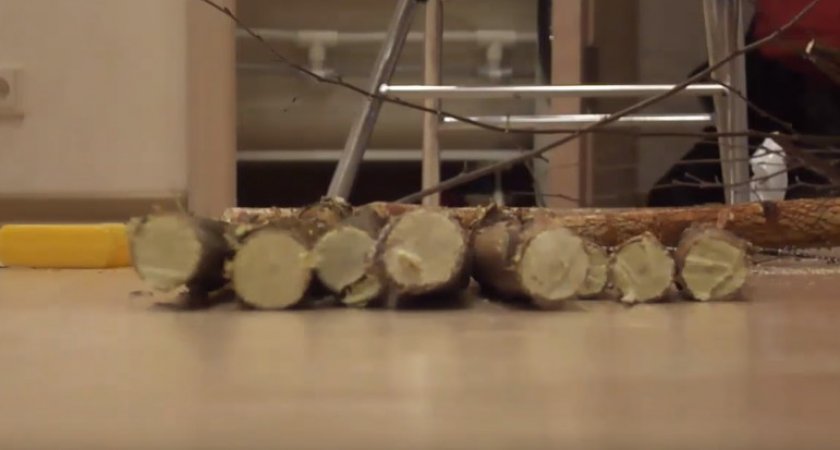 Срезанные ветки