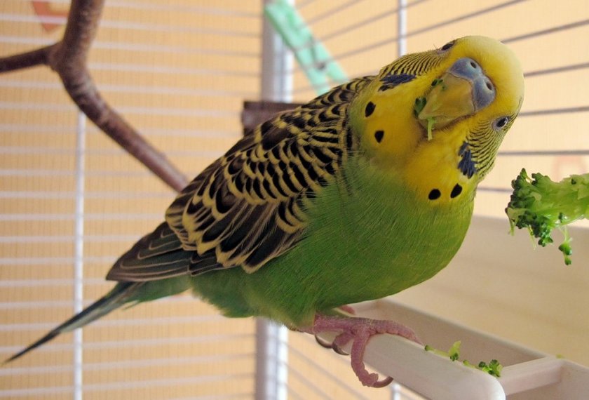 Попугай ест сельдерей