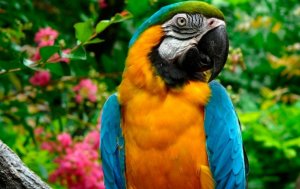 Австралийские попугаи