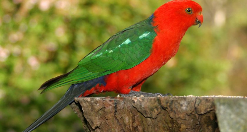 Королевский попугай