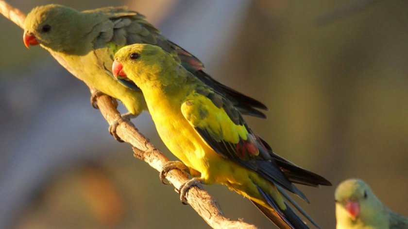 Певчий попугай