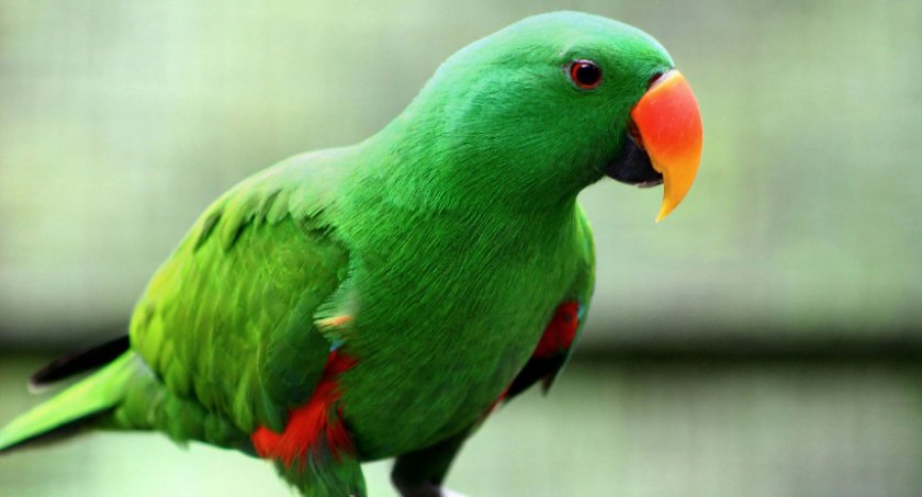 Благородные зелёно-красные попугаи