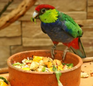 Витамины для попугаев в домашних условиях