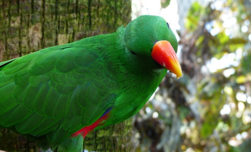 Благородные зелёно-красные попугаи