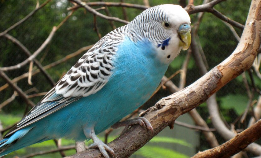 Волнистый попугай