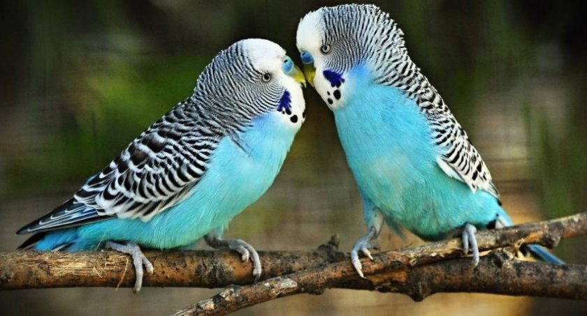 Волнистый попугай